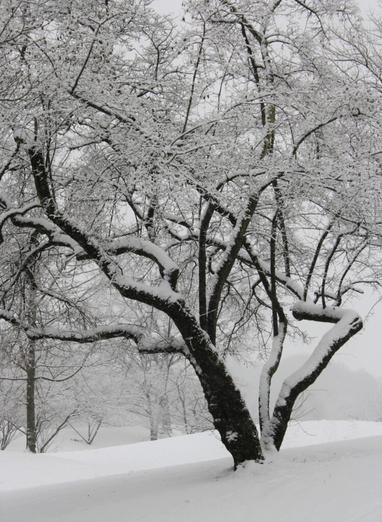 Baum, mit Schnee bedeckt